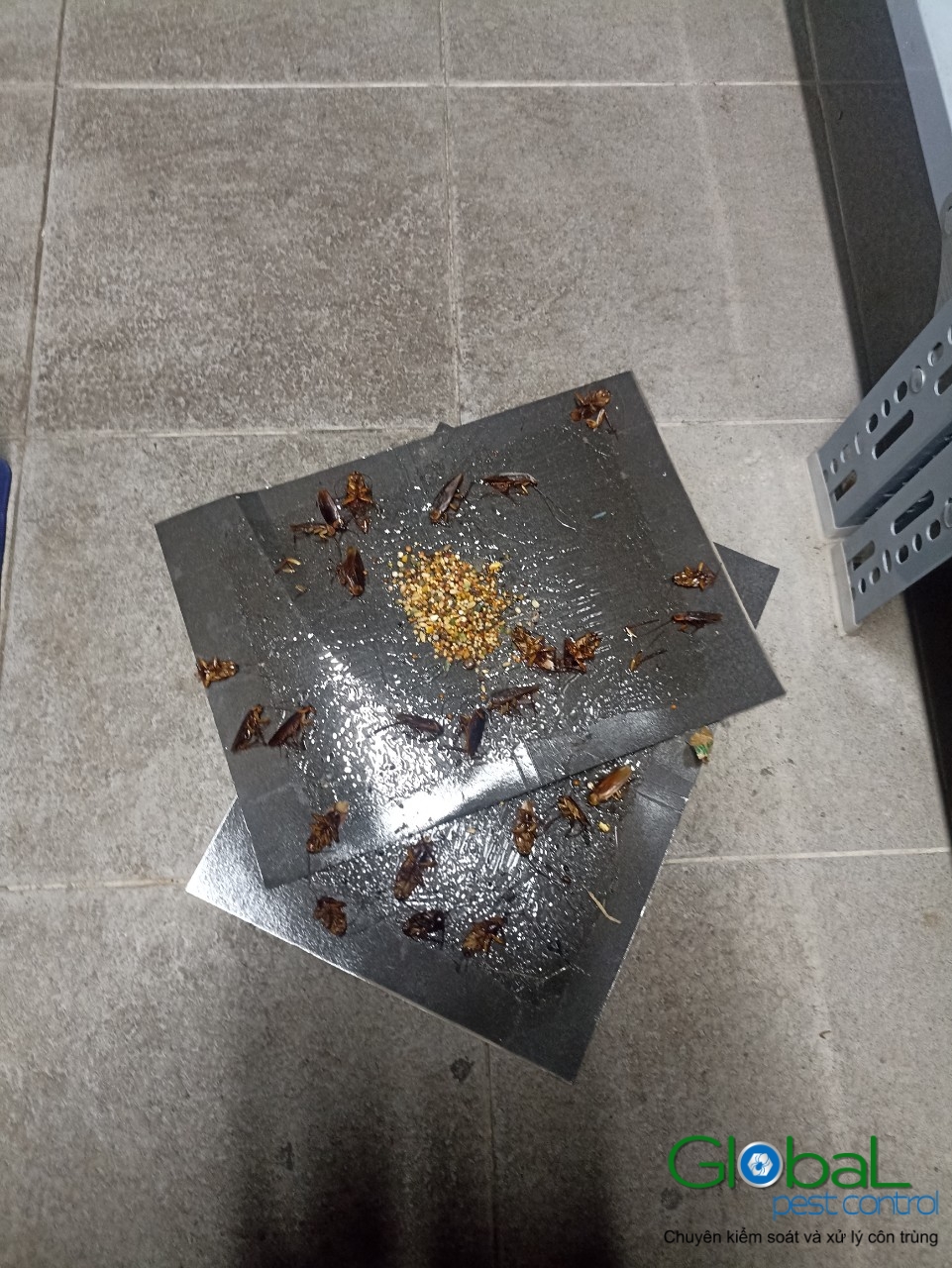 Xử lý và diệt Chuột