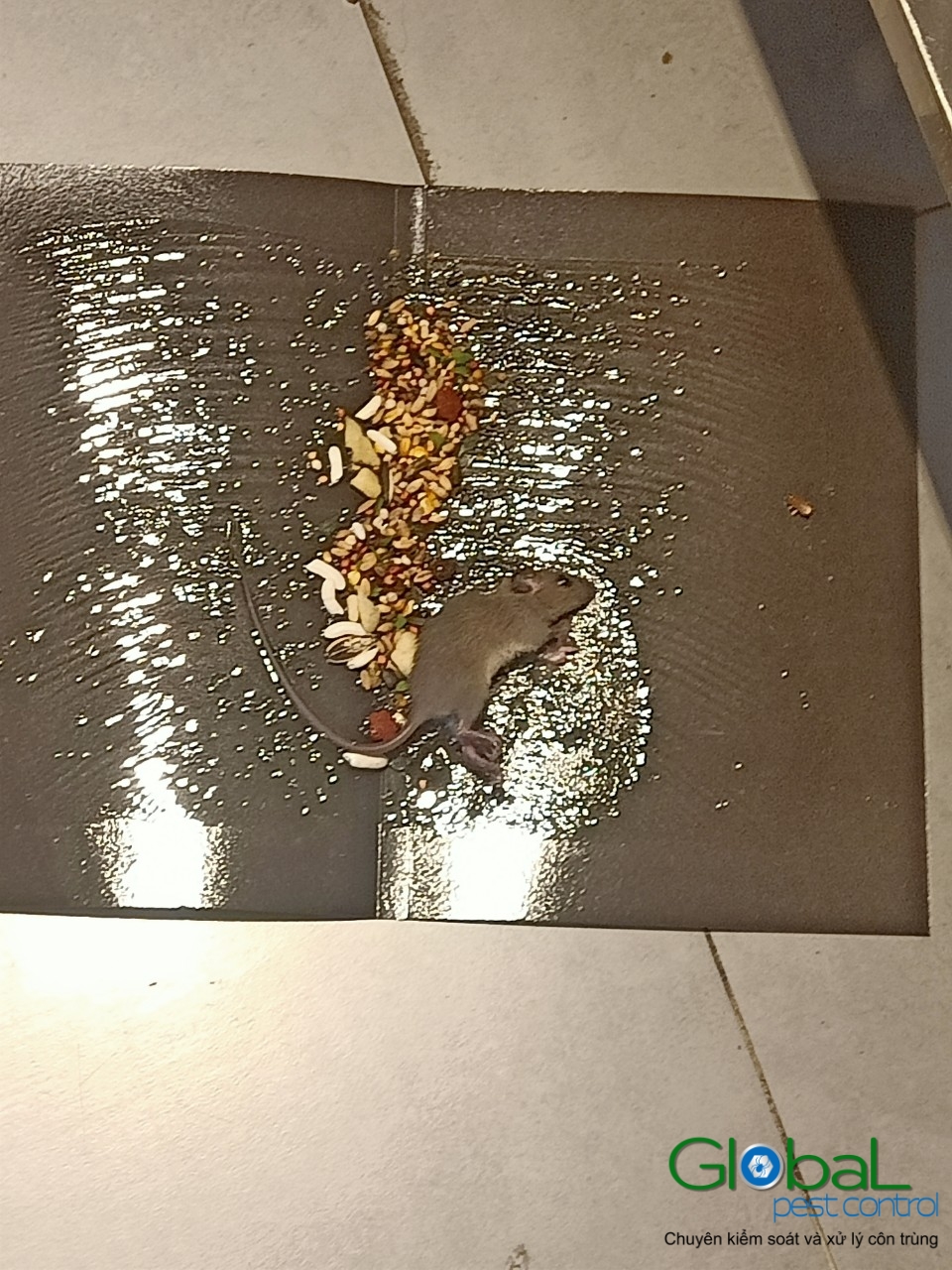 Xử lý và diệt Chuột