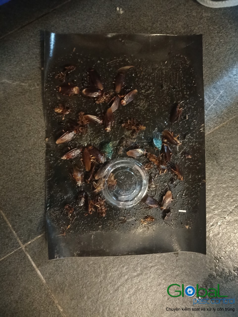 Xử lý và diệt Chuột