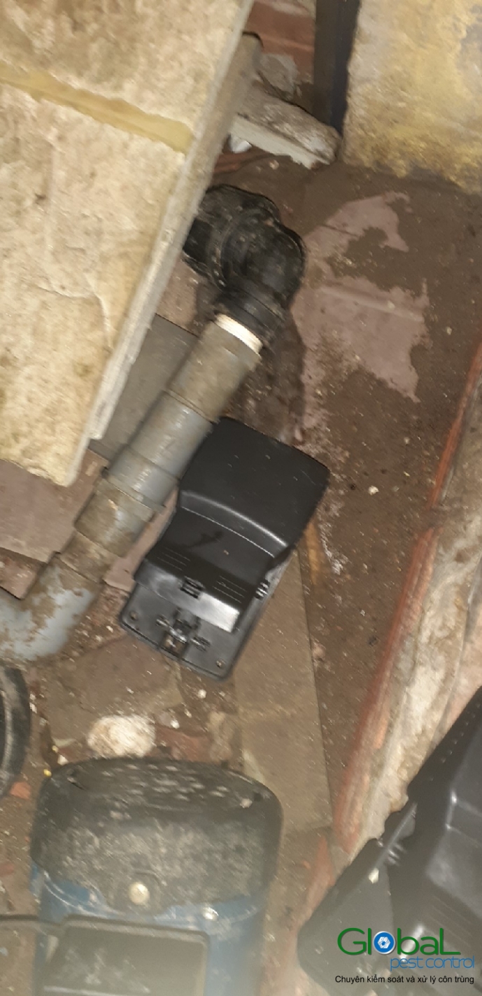 Xử lý và diệt Chuột