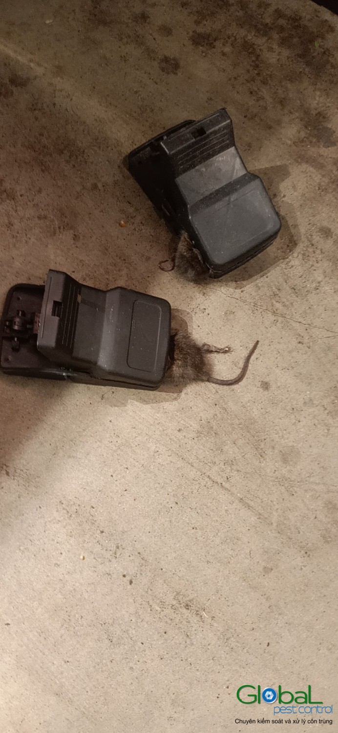 Xử lý và diệt Chuột