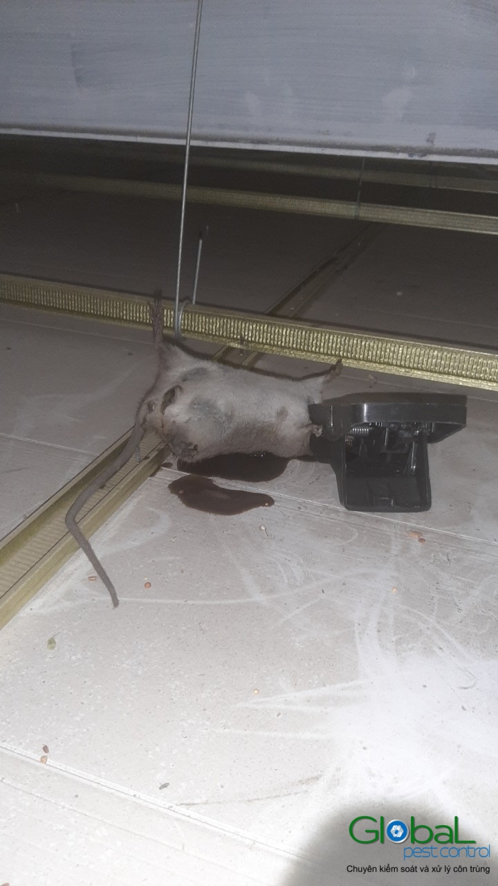 Xử lý và diệt Chuột