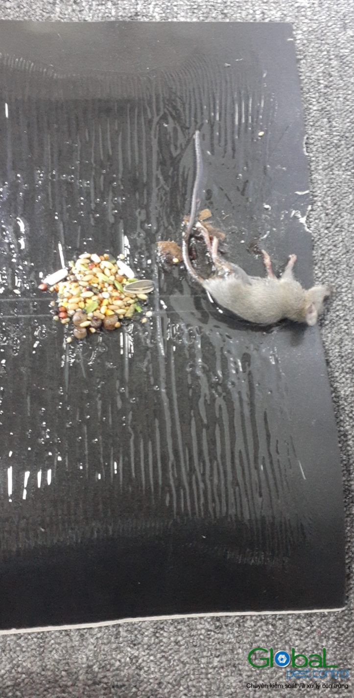 Xử lý và diệt Chuột