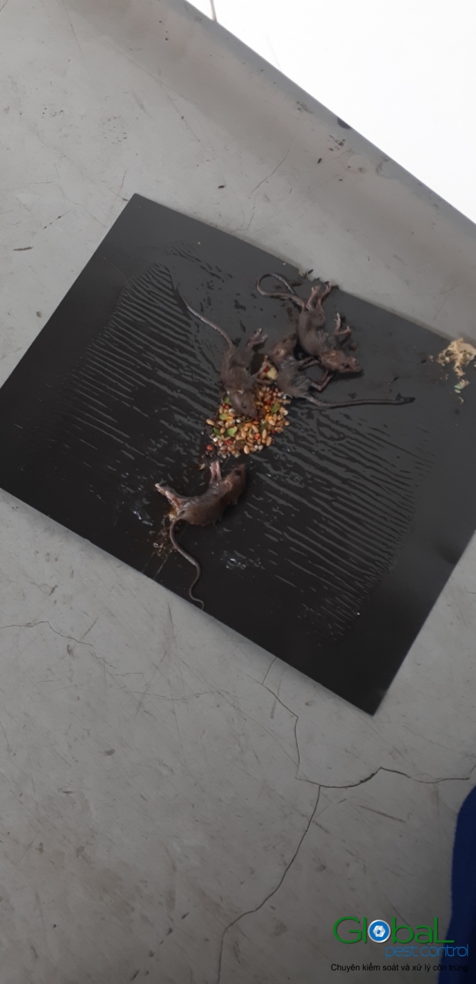 Xử lý và diệt Chuột