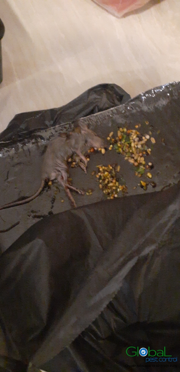 Xử lý và diệt Chuột