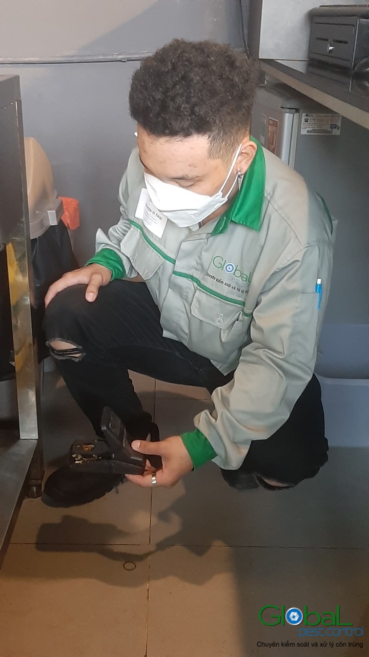 Phun diệt côn trùng định kỳ