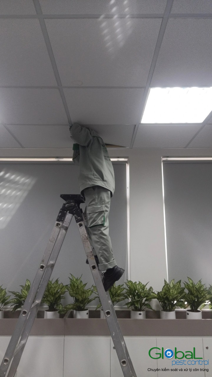 Phun diệt côn trùng định kỳ