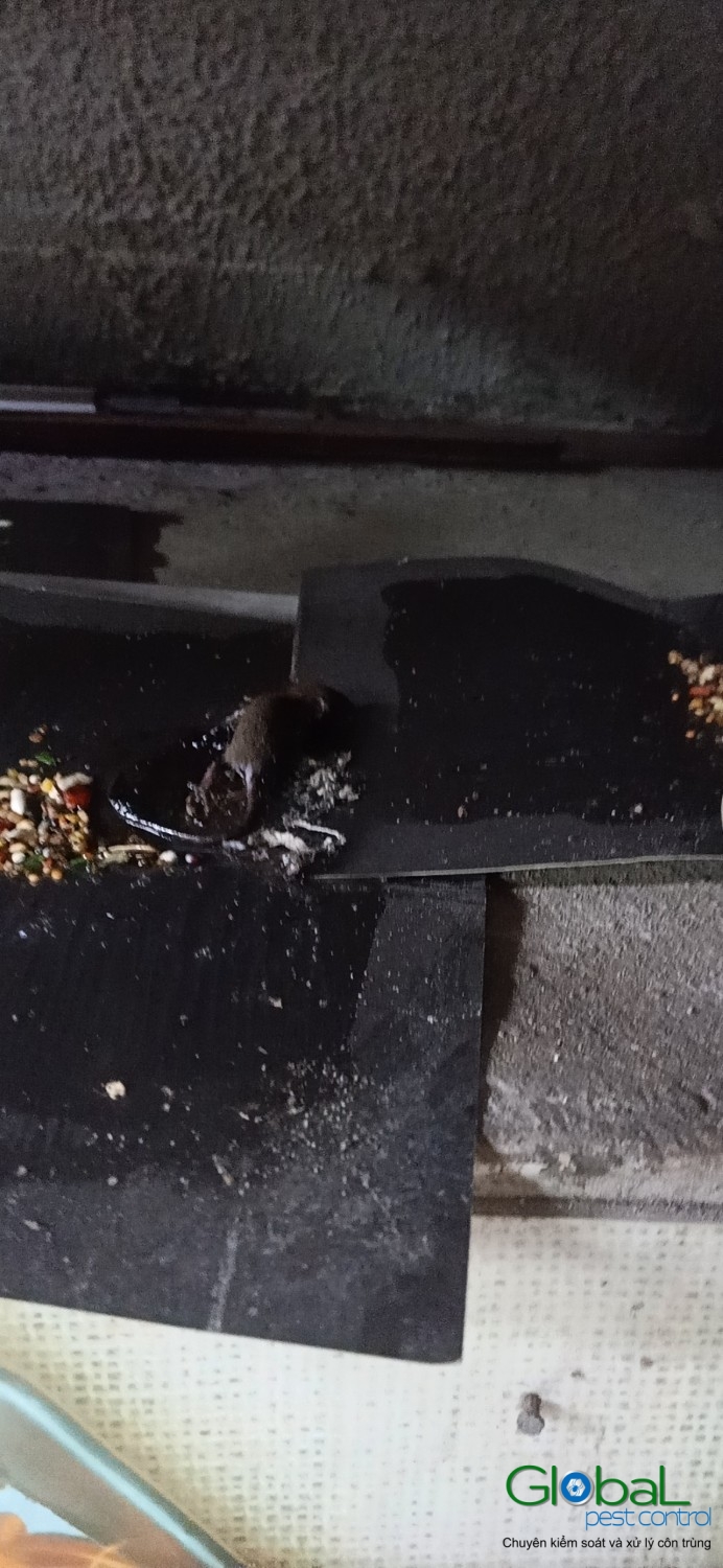 Xử lý và diệt Chuột định kỳ