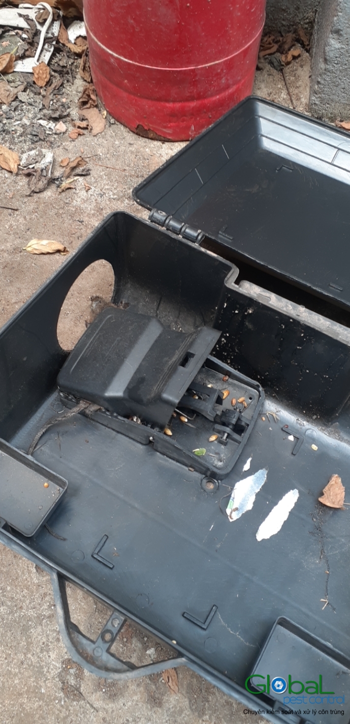 Xử lý và diệt Chuột định kỳ