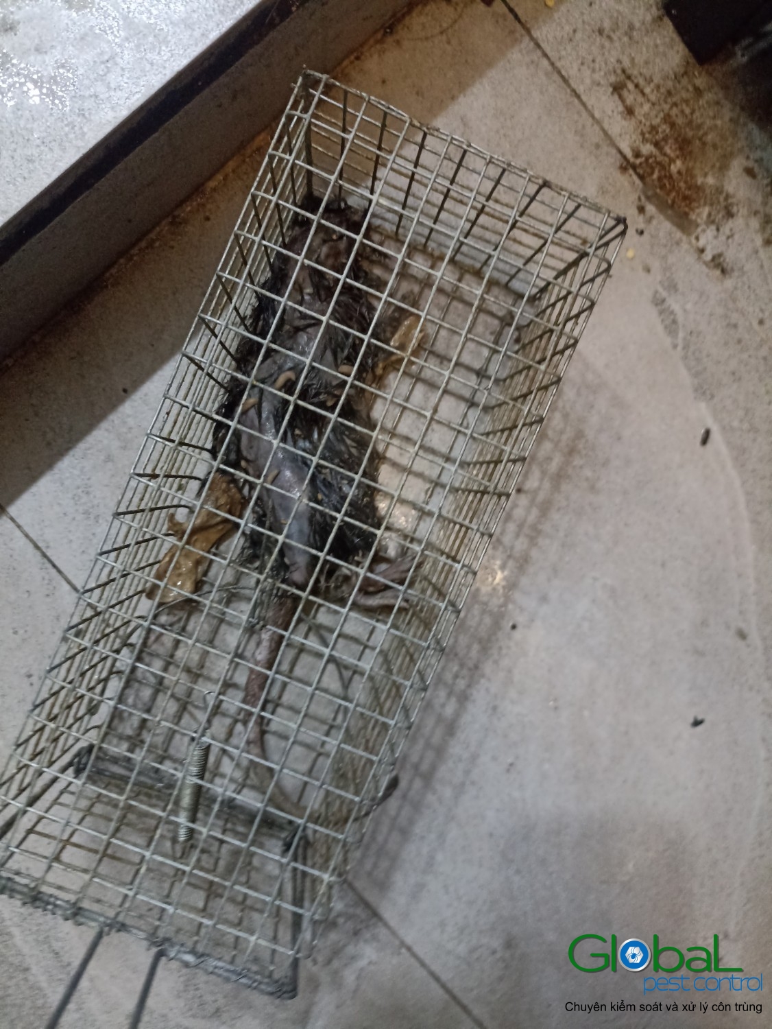 Xử lý và diệt Chuột định kỳ