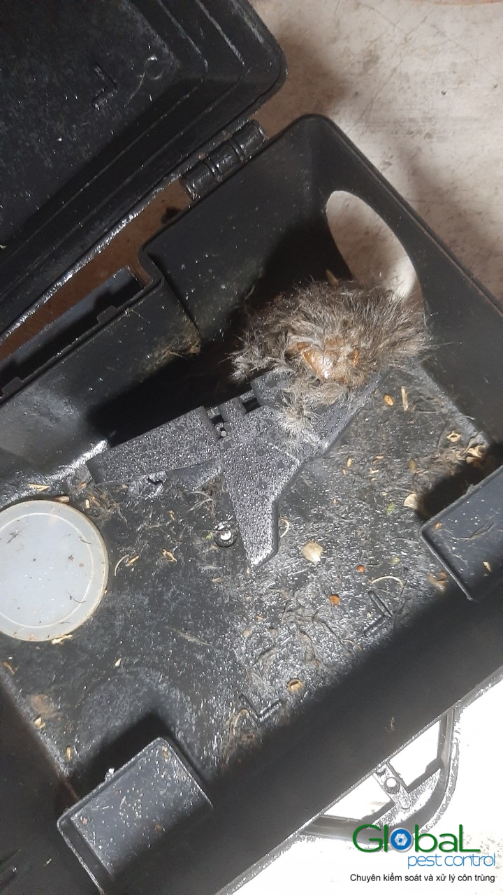 Xử lý và diệt Chuột định kỳ