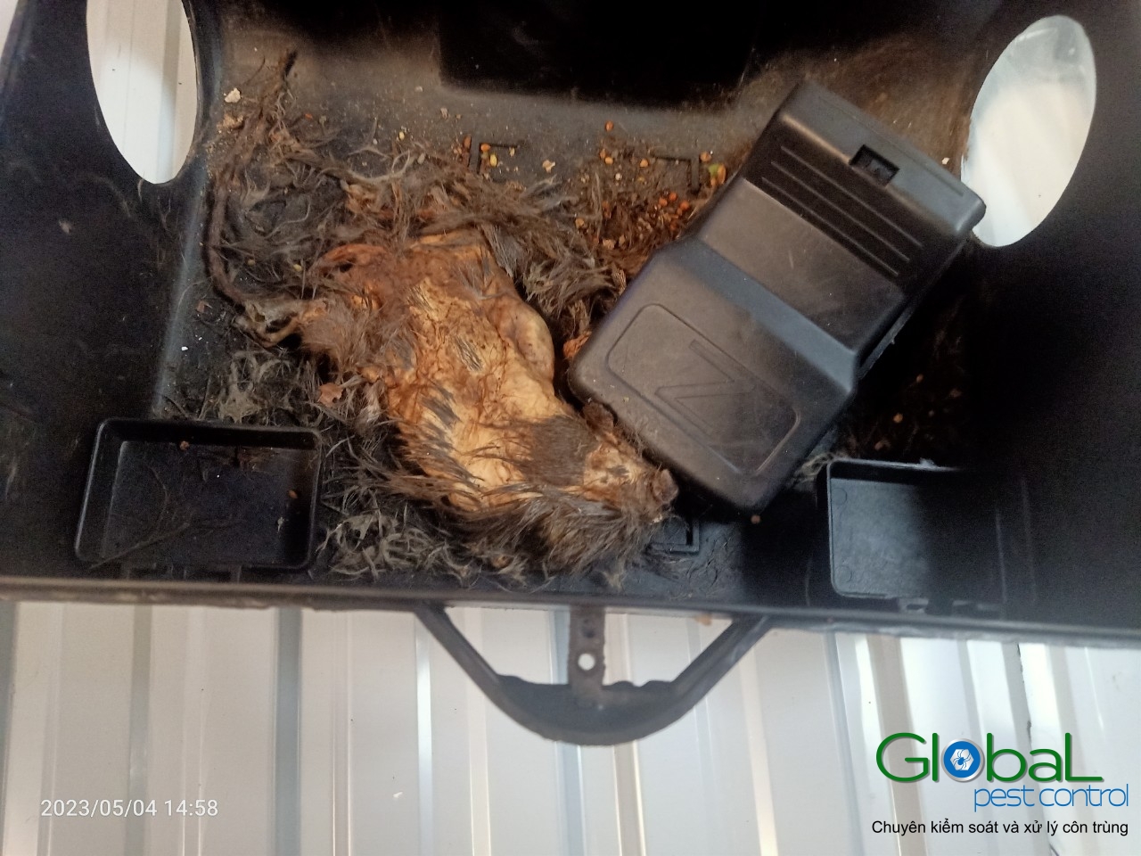 Xử lý và diệt Chuột định kỳ