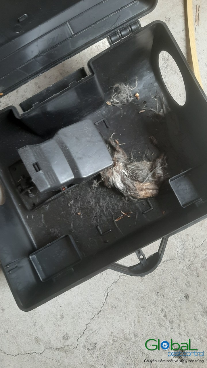 Xử lý và diệt Chuột định kỳ