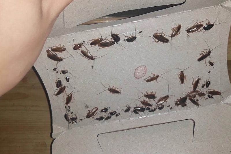 bay gian bang bang dinh