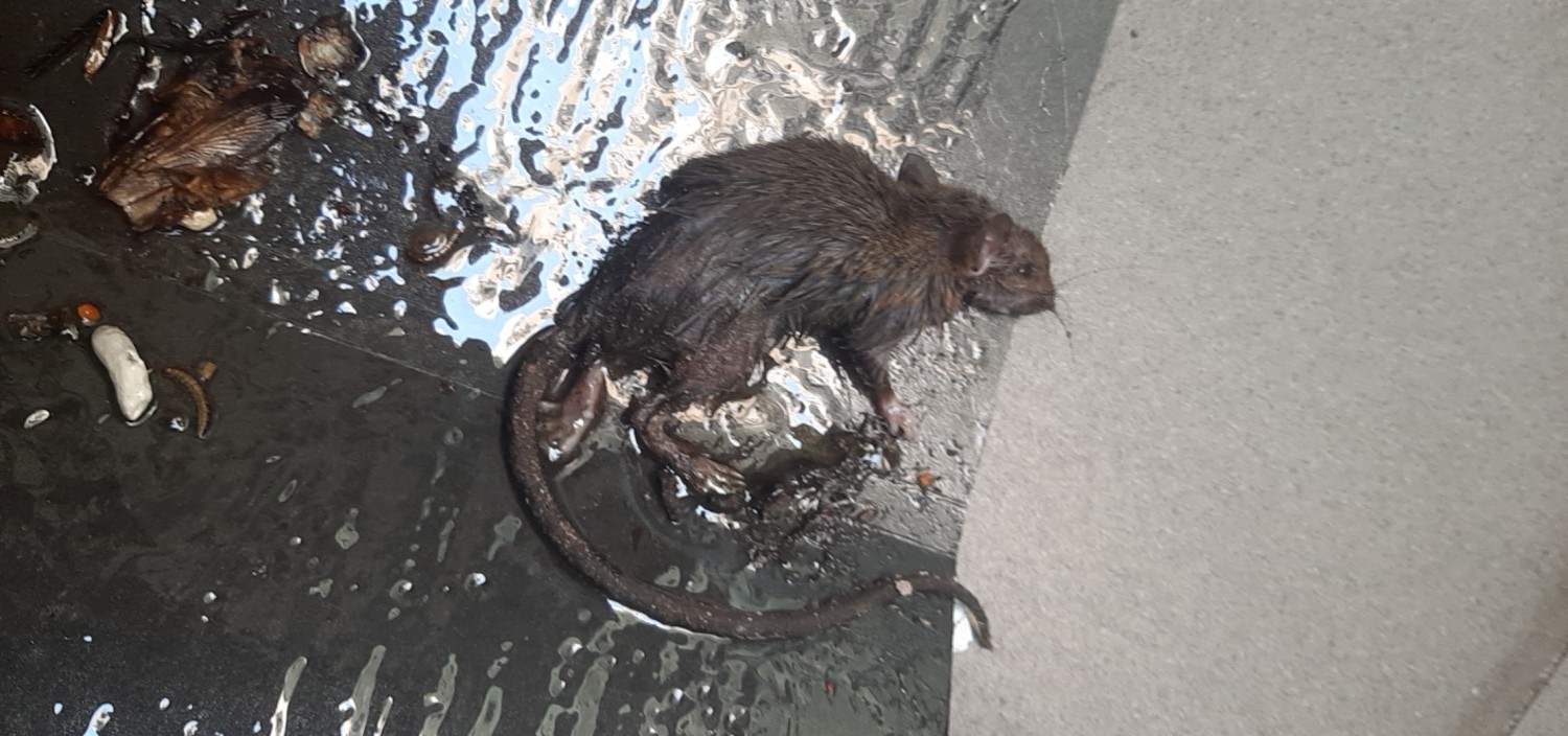 z4162906841263 9259809c55cca0a84bd657f46f2f72fa