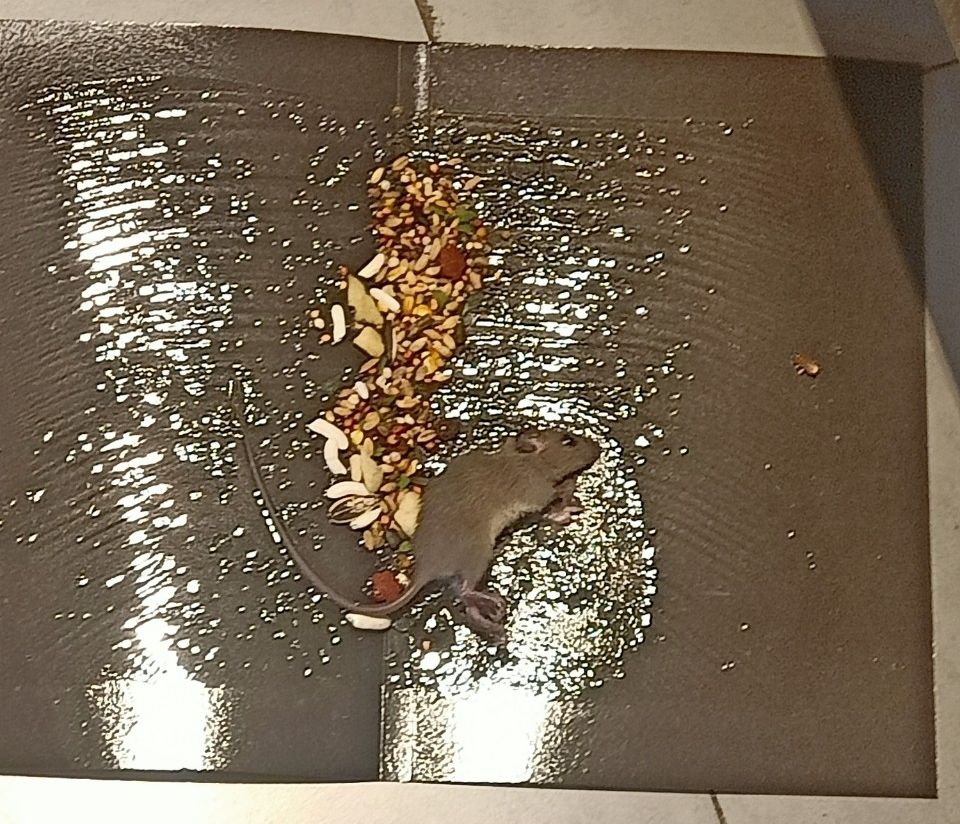 z4177805687855 3f3ff2dca16ade62834d0d2ccd69e1bb