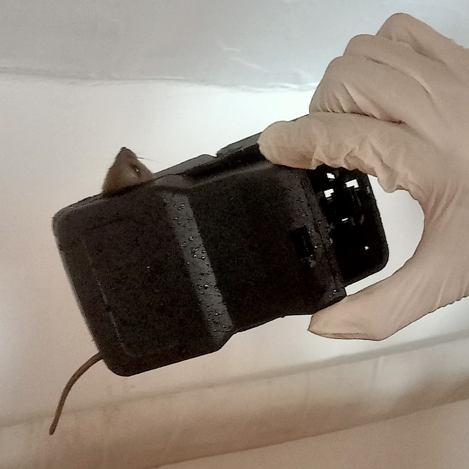 z4207516207730 ed5fdee59d08e77c6d30fbd5d1473547