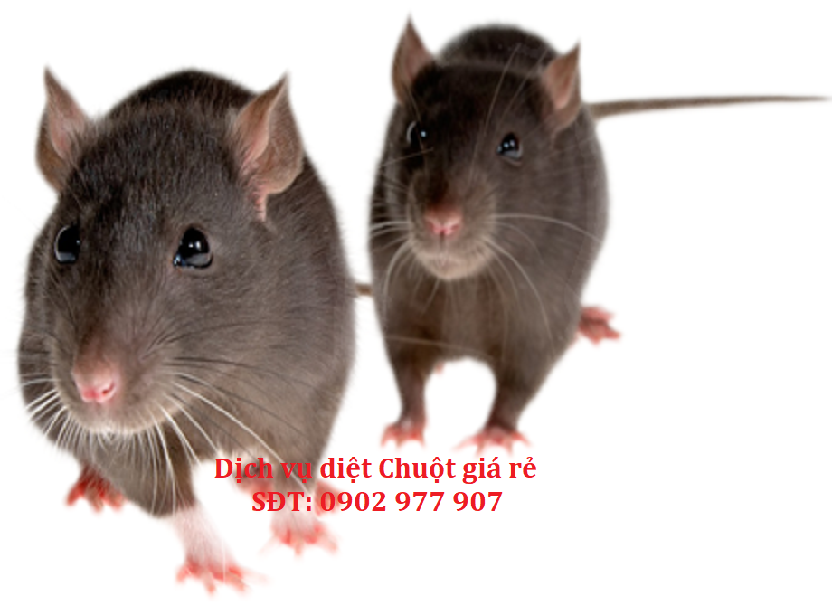 chuột khutrungtoancau