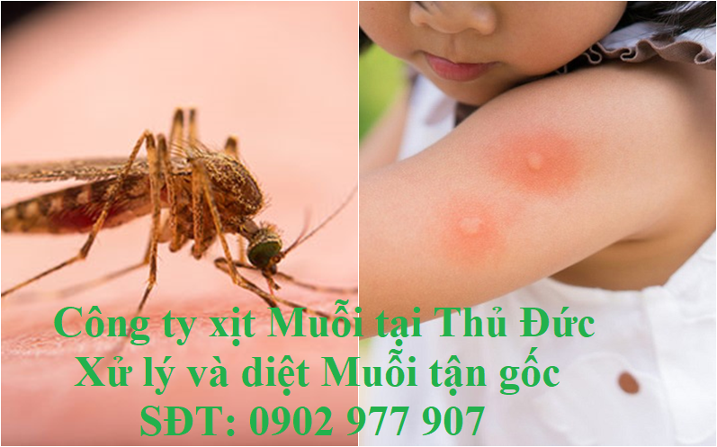 Công ty xịt Muỗi tại Thủ Đức Xử lý và diệt Muỗi tận gốc