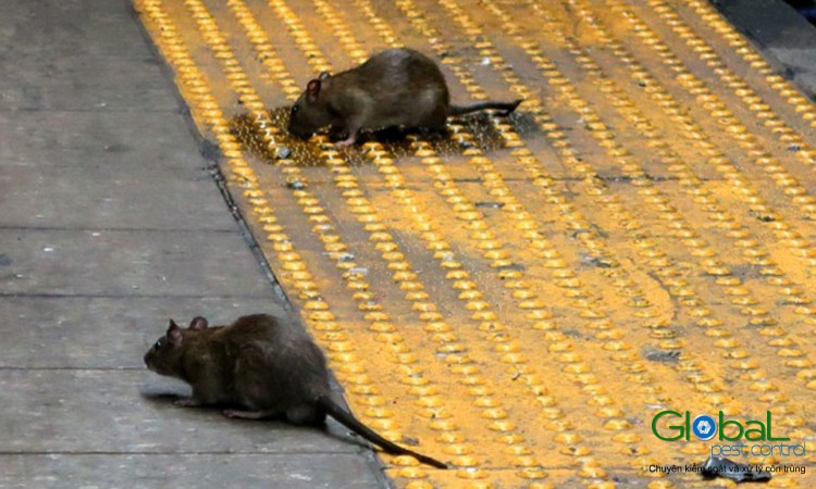 dịch vụ diệt chuột (3)