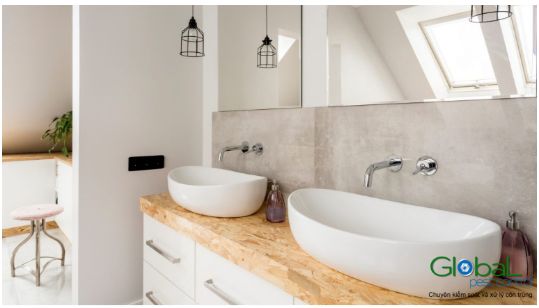 kiến trong phòng tắm