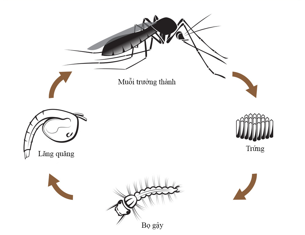 vòng đời muỗi