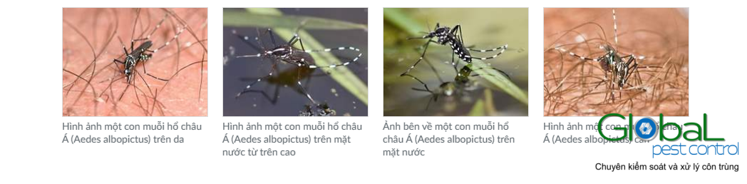 Ảnh về muỗi hổ châu á