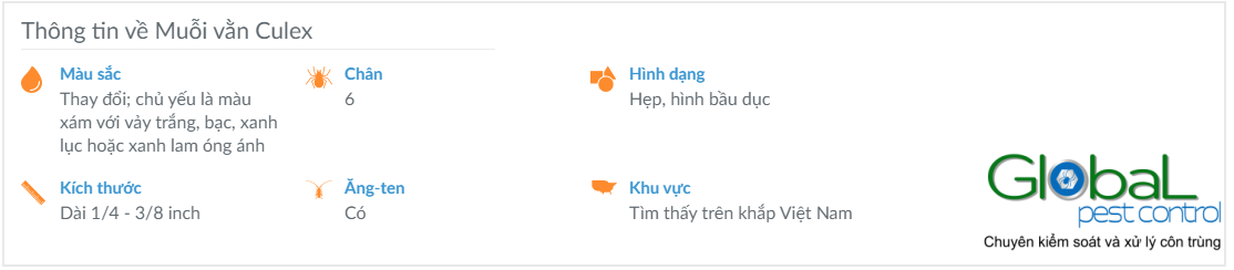 thông tin về muỗi vằn Culex