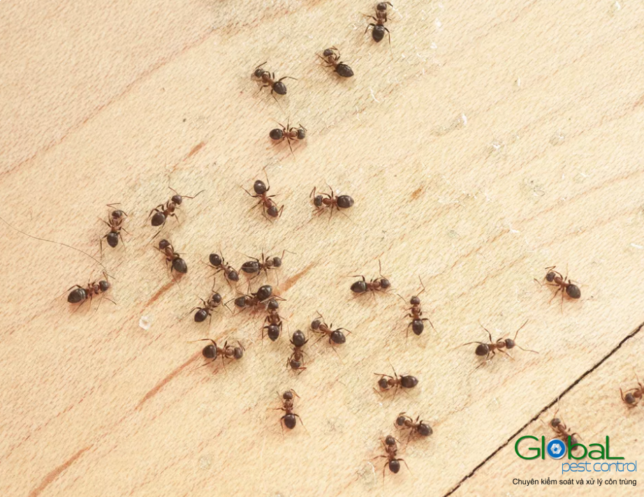 Top 12 Cách Kiểm soát và diệt Kiến trong nhà hiệu quả nhát