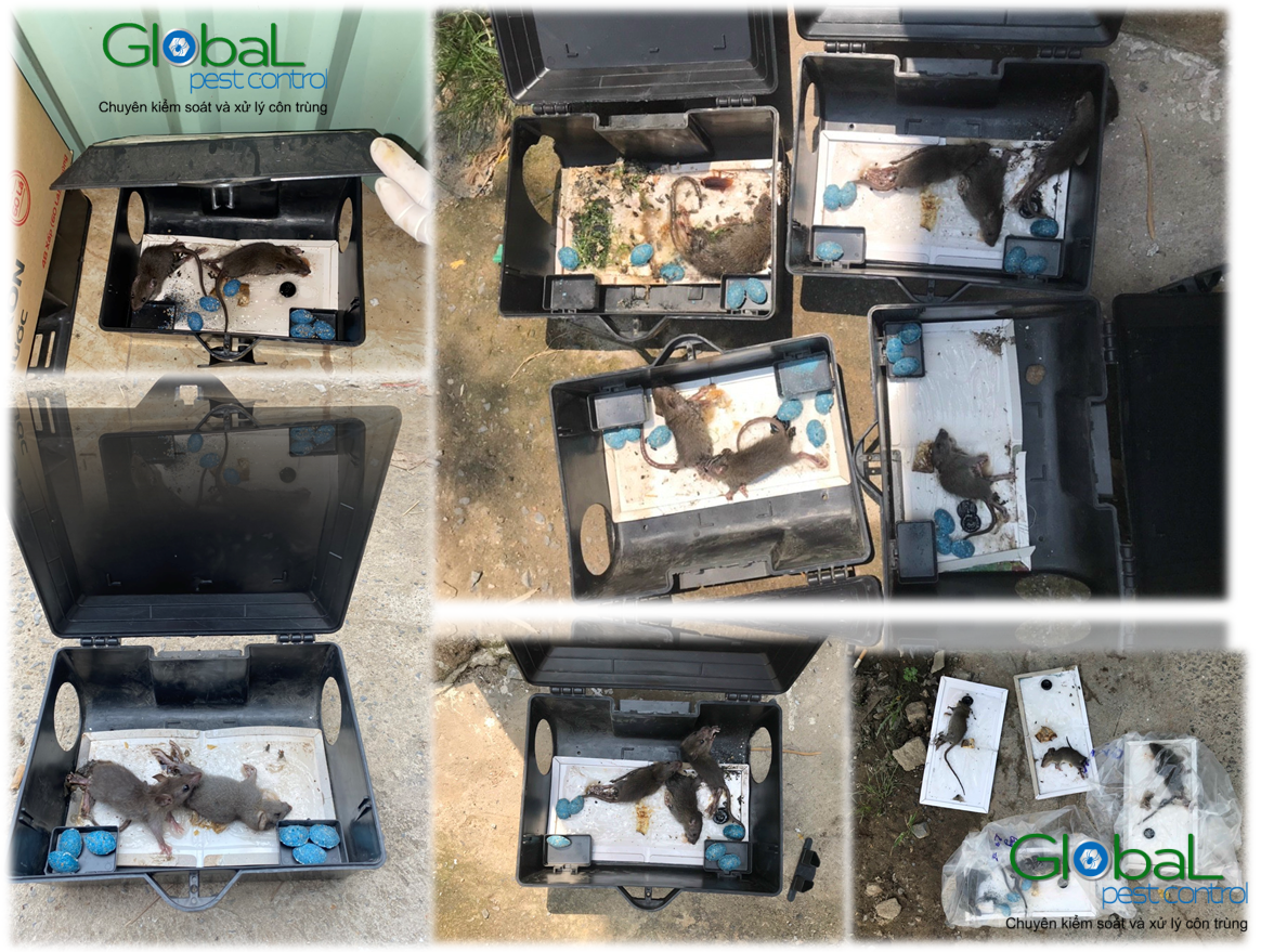 dịch vụ diệt chuột tháng 06 2021 (1)