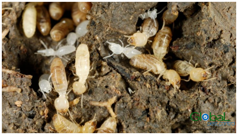 Ấu trùng Mối sống được bao lâu