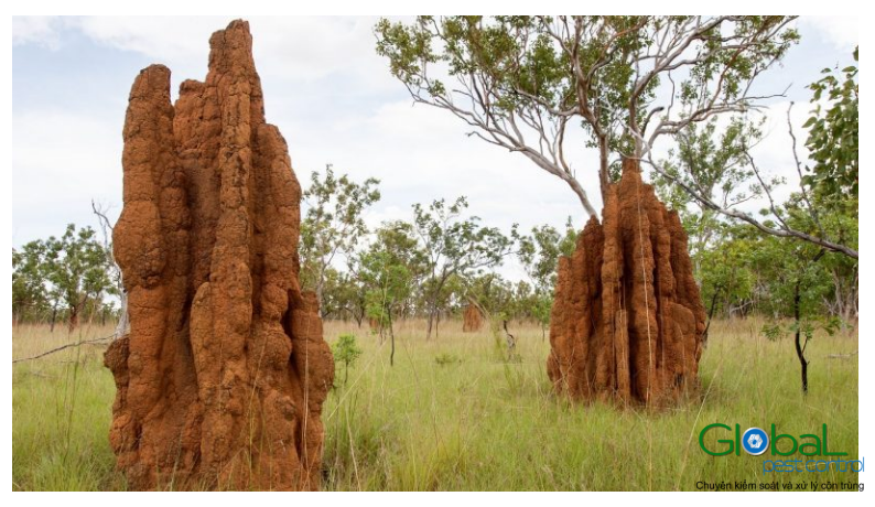 Ấu trùng Mối thường được Tìm thấy ở đâu