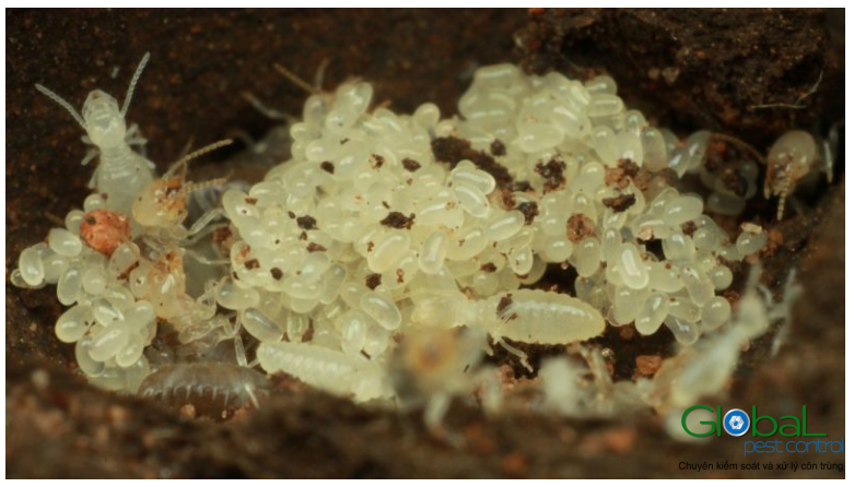 Ấu trùng Mối trông Như thế nào Cách nhận dạng và xử lý 1