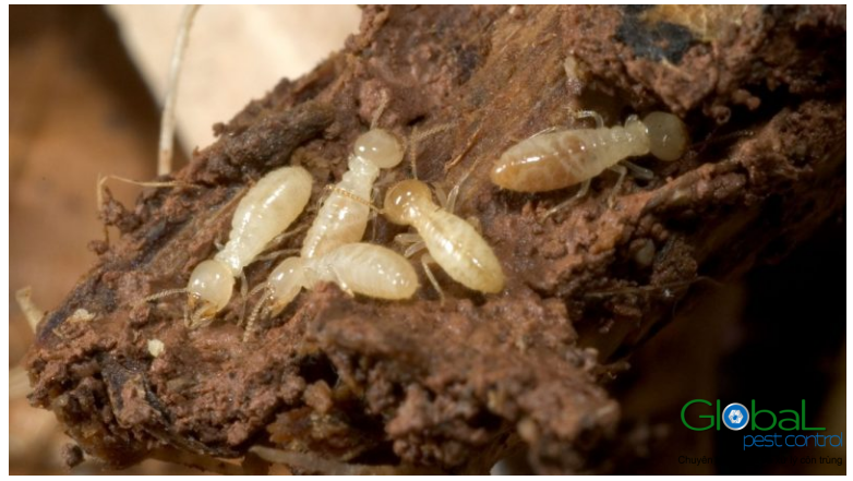 Ấu trùng Mối trông Như thế nào?. Cách nhận dạng và xử lý