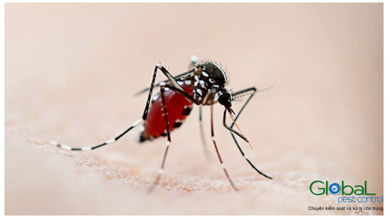 Muỗi sống trong nhà bao lâu