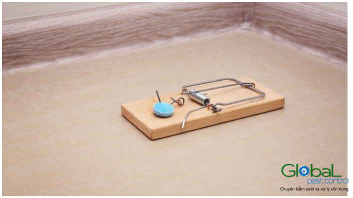 Chuột không ăn mồi