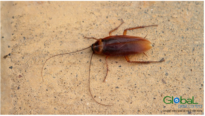 Gián có bay được không