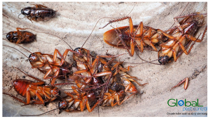 Gián có mùi không Gián có mùi gì