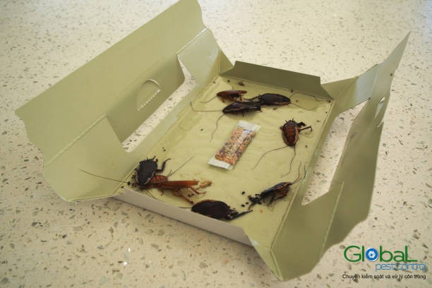 gián sống được bao lâu trên bẫy keo