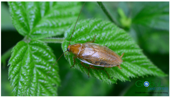 gián sống được bao lâu