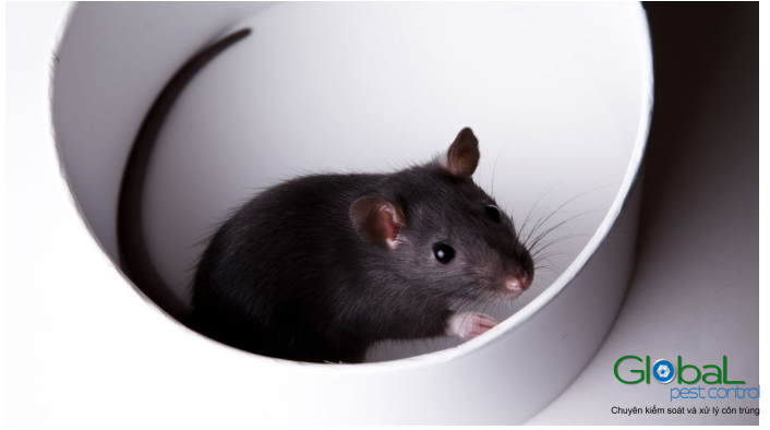 Làm sao tôi biết đó là chuột chứ không phải chuột cống