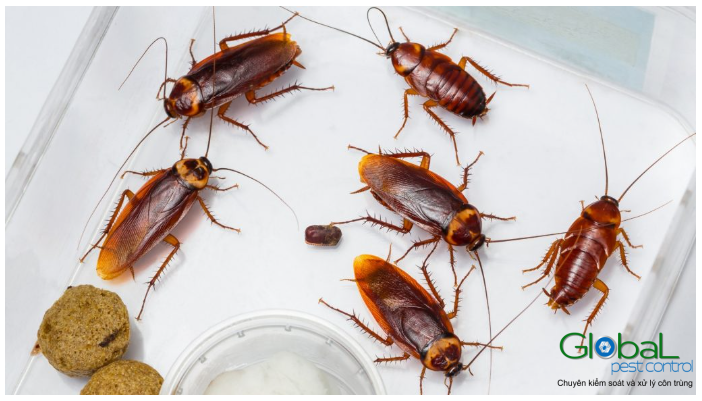 Làm thế nào để kiểm soát, xử lý Gián và diệt Gián Mỹ hiệu quả