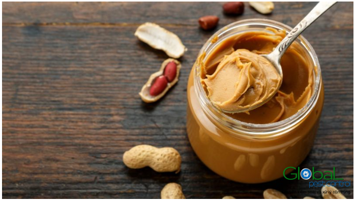 Mồi bơ đậu phộng là món yêu thích của chuột