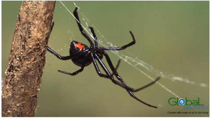 Nhện góa phụ đen