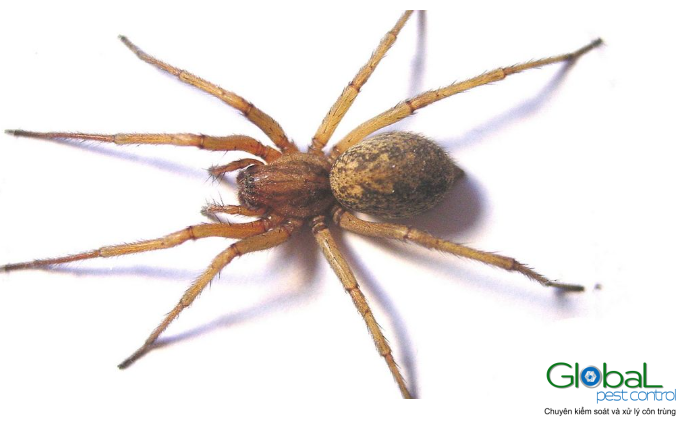 Nhện Hobo Loài này không độc