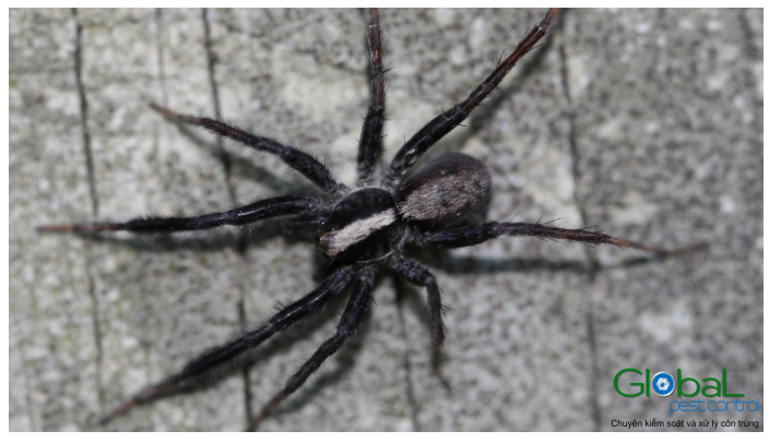 Nhện sói Nọc độc của chúng không đặc biệt nguy hiểm