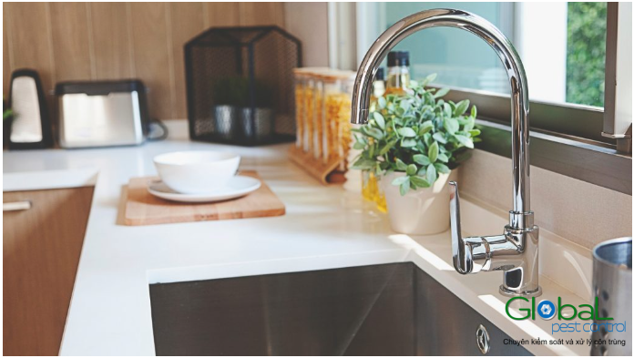 Kiến trong nhà bếp