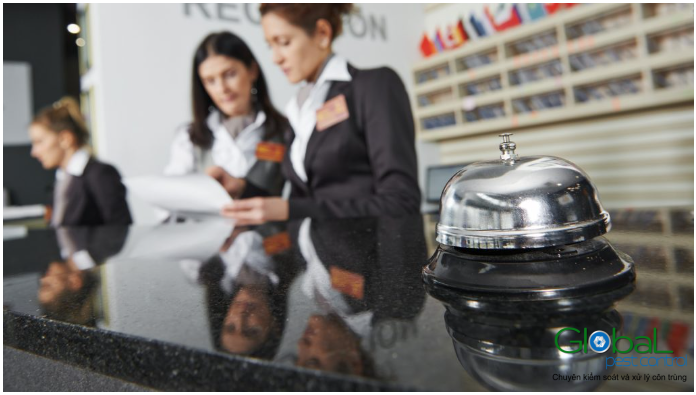 kiến trong phòng khách sạn