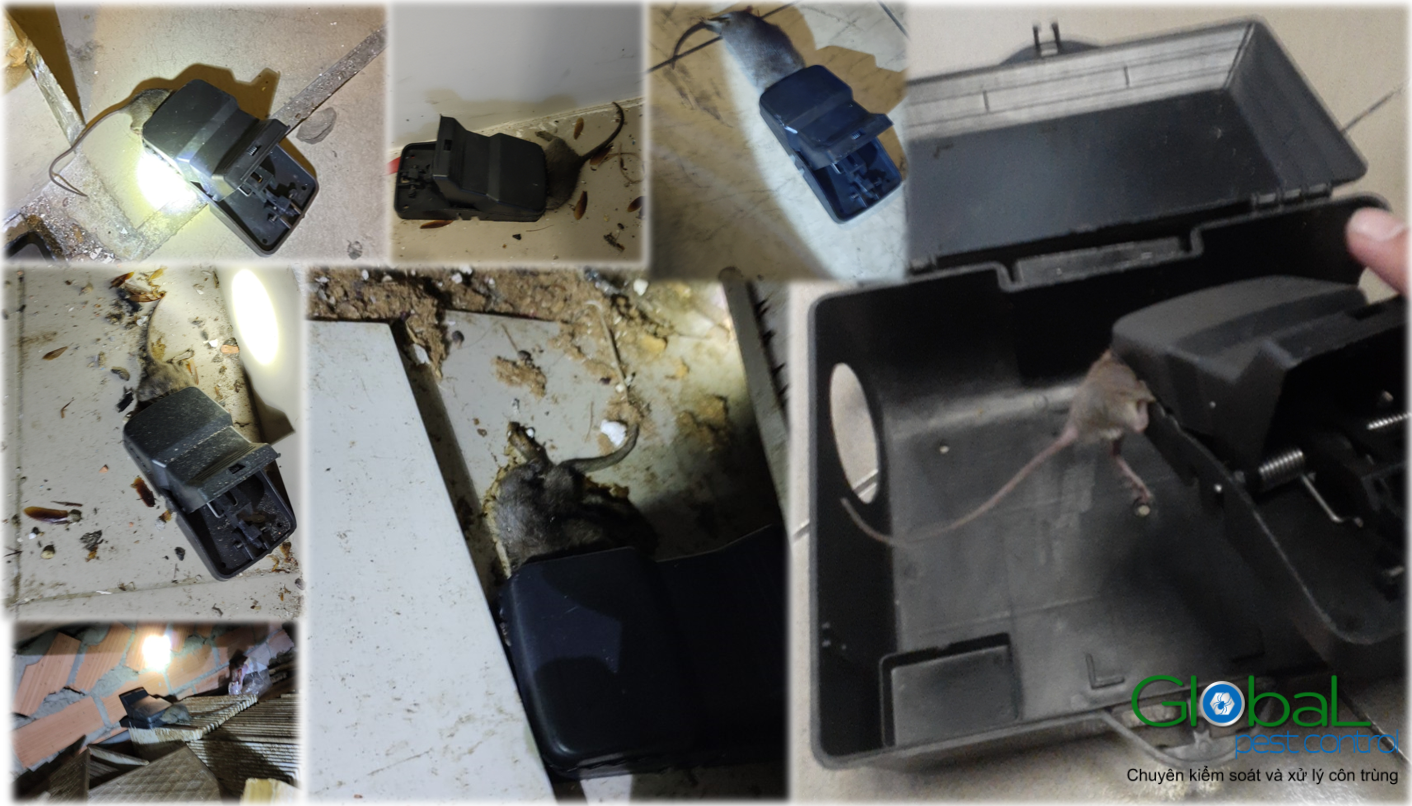 bắt chuột thông minh