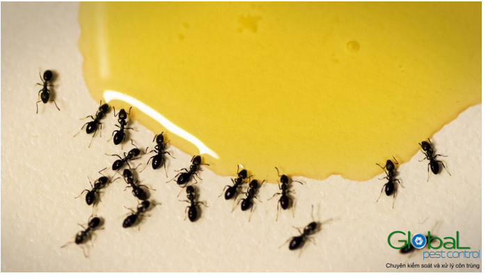 Mật ong có thu hút kiến ​​không 1